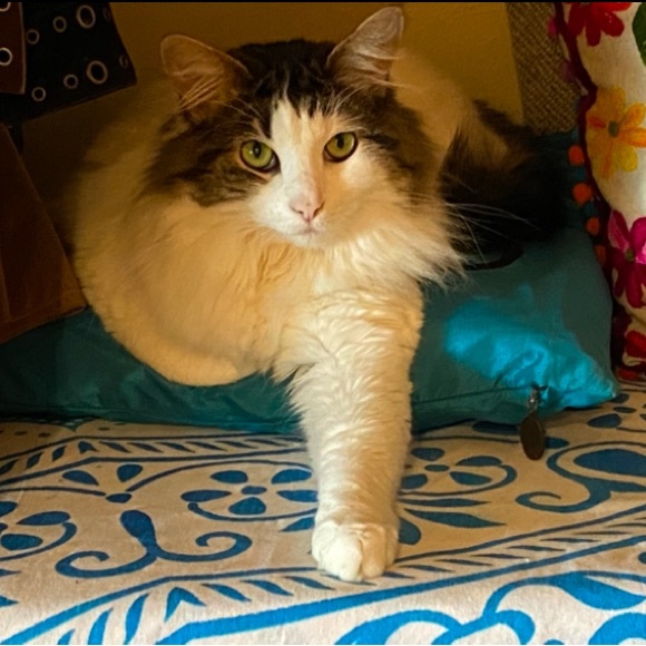 LIKE❤️THIS LISTING TO BE NOTIFIED WHEN I GO LIVE! - Picture 4 of 7